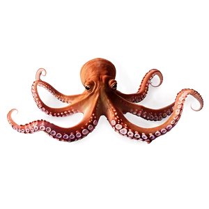 Octopus Underwater PNG Pxj72 PNG