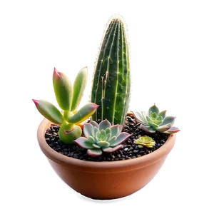 Office Desk Succulents PNG Ujh
