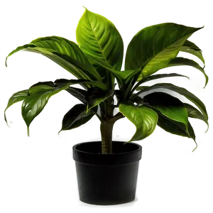 Office Plant Png 05032024 PNG image