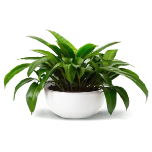 Office Plants Png 40 PNG image