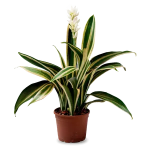 Office Snake Plant PNG 06122024