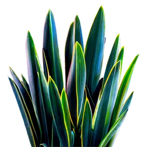 Office Snake Plant PNG 54