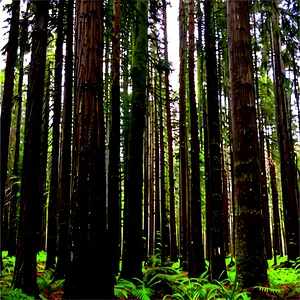 Old Growth Forest Panorama Png 80 PNG image