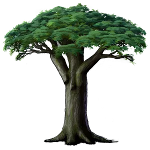 Old Growth Forest Tree PNG Gxj16 PNG