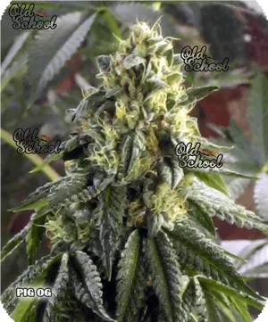 Old School P I G O G Cannabis Strain PNG image