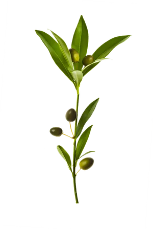 Olive Branch Green Leaves PNG image