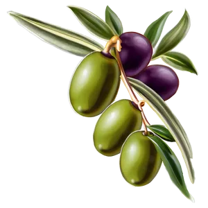 Olive Branch Invitation Png 37 PNG image