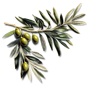 Olive Branch Invitation Png 65 PNG image