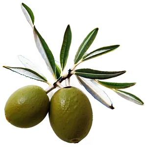 Olive Branch Png 43 PNG image