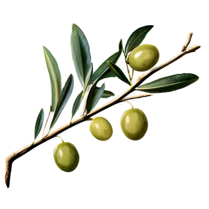 Olive Branch Png 93 PNG image