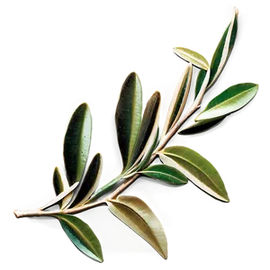 Olive Branch Png Fty36 PNG image