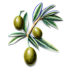 Olive Branch Sketch Png 85 PNG image