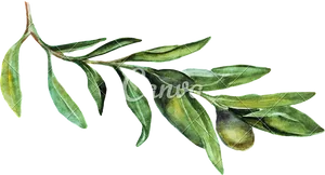 Olive Branch Watercolor Illustration PNG image