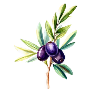 Olive Branch Watercolor Png 9 PNG image
