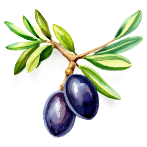 Olive Branch Watercolor Png Dlq PNG image