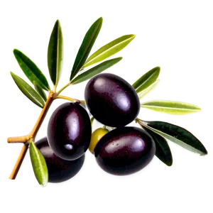 Olive Harvest Scene PNG Kgq