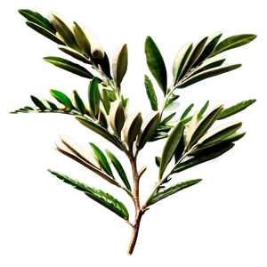 Olive Laurel Branch Png 53 PNG image