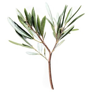 Olive Laurel Branch Png Dqp PNG image