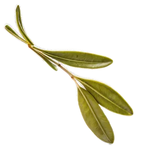 Olive Leaf Extract Png 05242024 PNG image