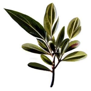 Olive Leaf Extract Png 05242024 PNG image