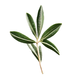 Olive Leaf Extract Png 22 PNG image