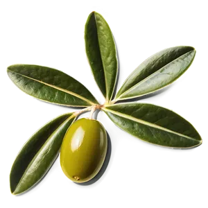 Olive Leaf Extract Png Plb60 PNG image