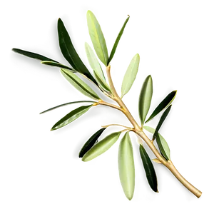 Olive Leaf Ornament Png 89 PNG image