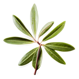 Olive Leaf Tea PNG Efs22