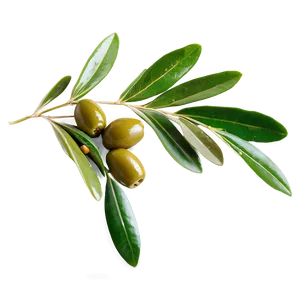 Olive Leaf Tea PNG Ice95