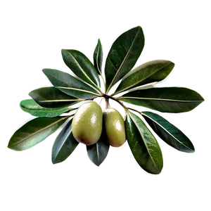 Olive Leaves PNG 72