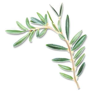 Olive Leaves Png Ffv PNG image