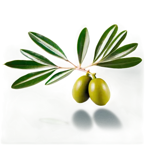 Olive Leaves PNG Lkn