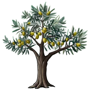 Olive Tree Drawing PNG 06122024