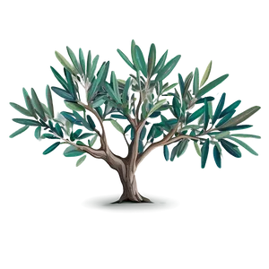 Olive Tree Drawing PNG 20 PNG
