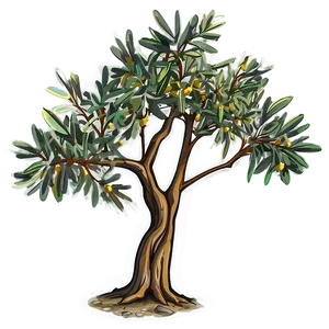 Olive Tree Drawing PNG Qyq