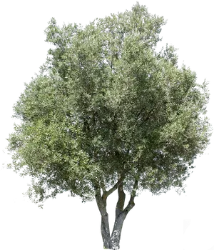 Olive Tree Isolatedon Black Background