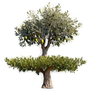 Olive Tree Orchard PNG Isy