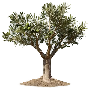 Olive Tree Png 06282024 PNG image