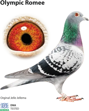 Olympic Romee Pigeon Portrait PNG image