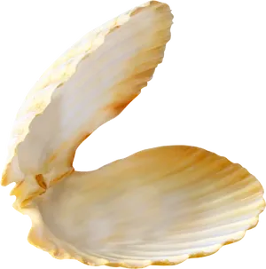 Open Clam Shell Isolated PNG image