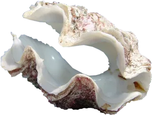 Open Clam Shell PNG image