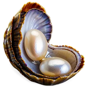 Open Clam With Pearl Png 61 PNG image