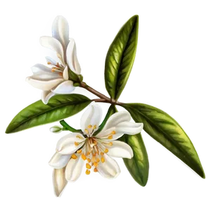 Opulent Orange Blossom PNG Fsb PNG