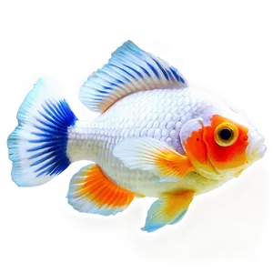 Oranda Goldfish PNG 05212024