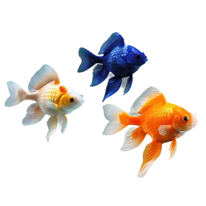 Oranda Goldfish PNG Gol