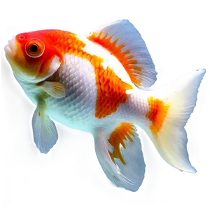 Oranda Goldfish PNG Tdl23