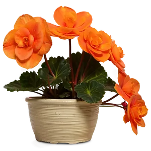 Orange Begonia Splendor PNG 06122024 PNG