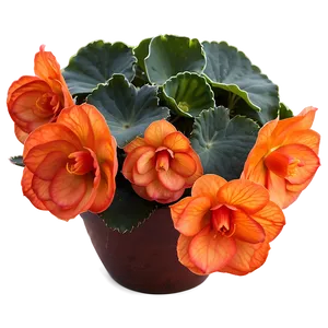 Orange Begonia Splendor PNG Rjh66 PNG