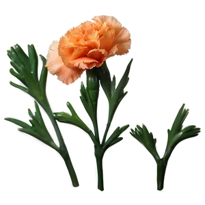 Orange Carnation Love PNG 06122024