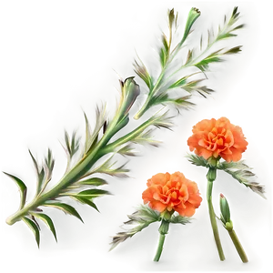 Orange Carnation Love PNG Lit92 PNG